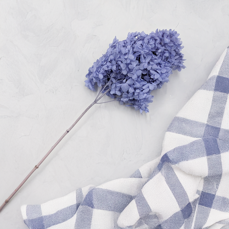 Hortensja Conical niebieska 2.png