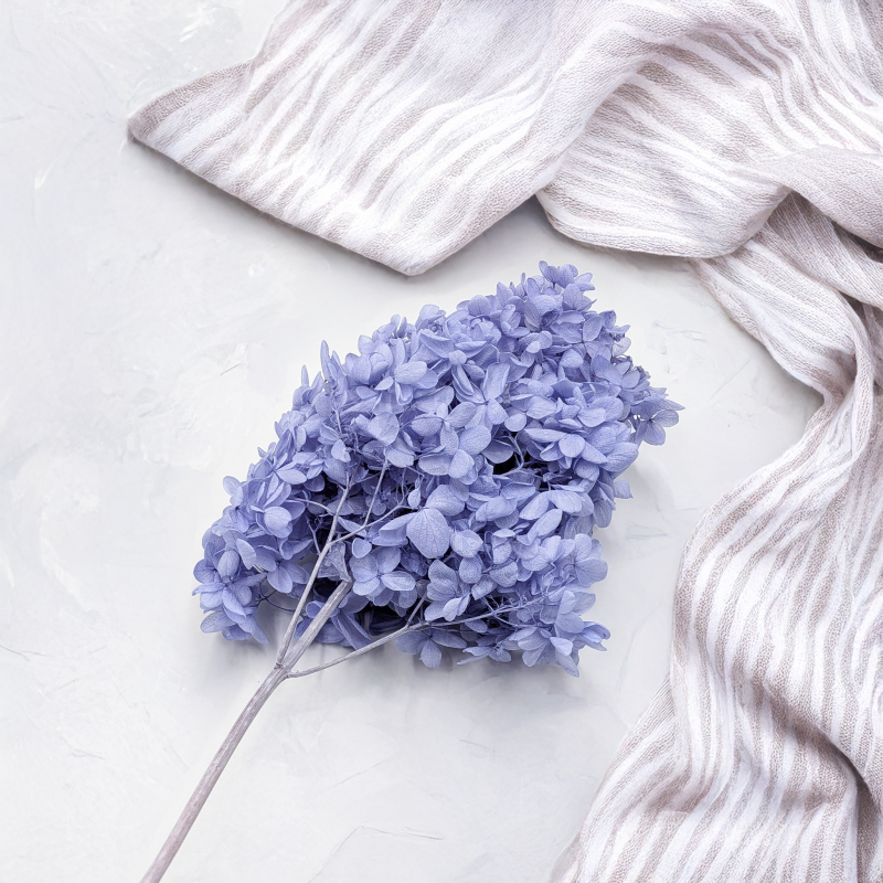 Hortensja Conical niebieska 4.png