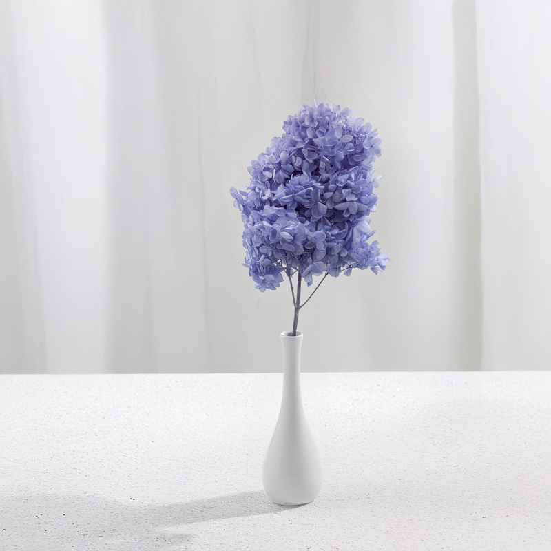 Hortensja Conical niebieska 5.png