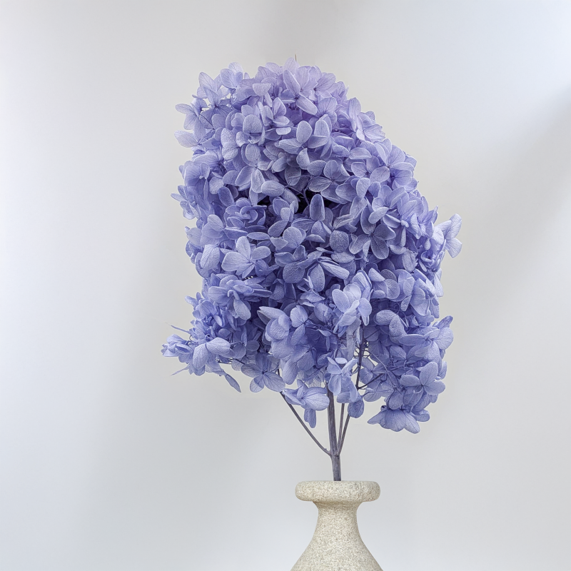 Hortensja Conical niebieska 6.png