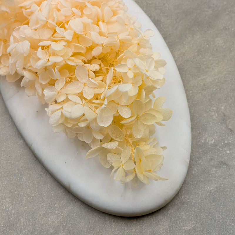 Hortensja Conical kremowa 1.png