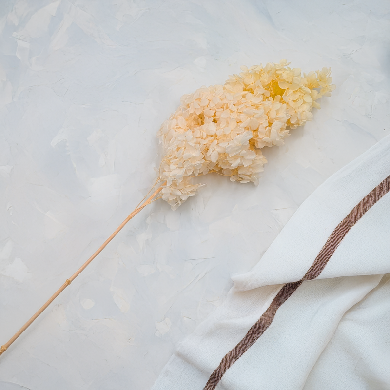 Hortensja Conical kremowa 2.png