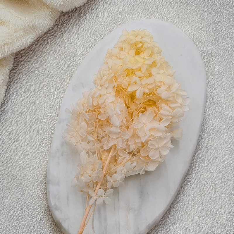 Hortensja Conical kremowa 3.png