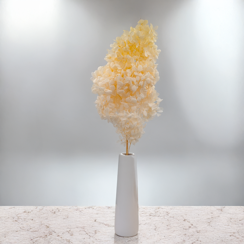 Hortensja Conical kremowa 4.png