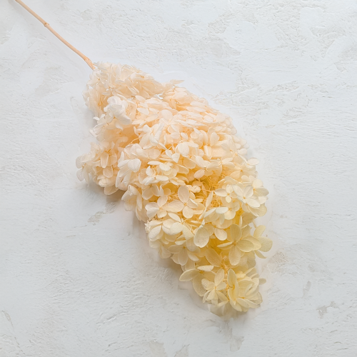 Hortensja Conical kremowa.png