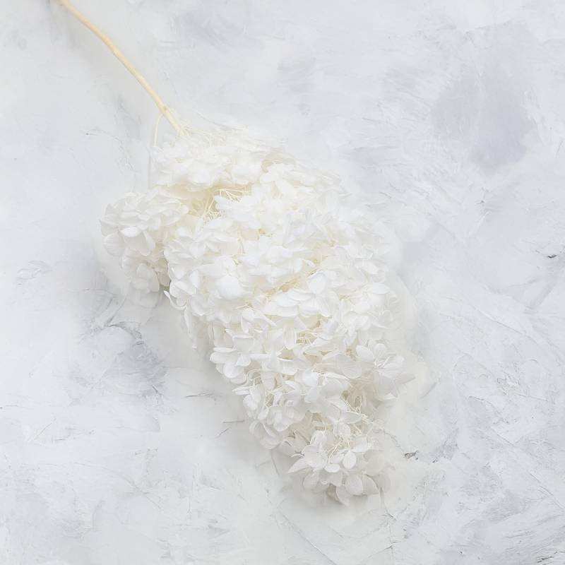 Hydrangea Conical Bleached5.jpg