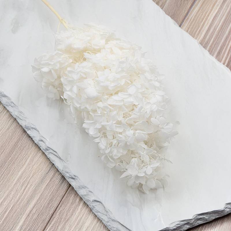 Hydrangea Conical Bleached4.jpg