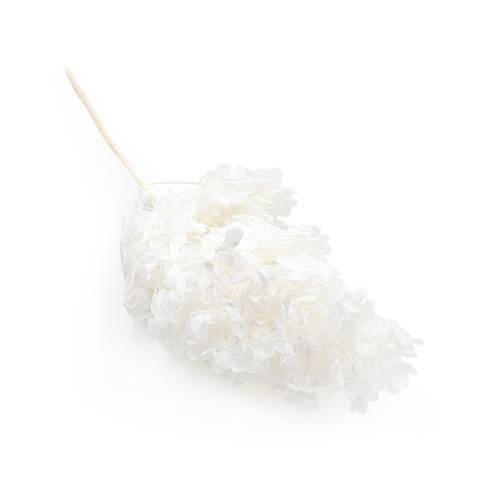 Hydrangea Conical Bleachedok.jpg