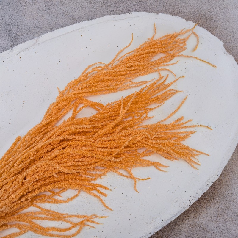 Szarlat Peach Royal 5.png