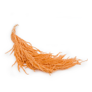 Preserved Amaranthus - Royal – Peach