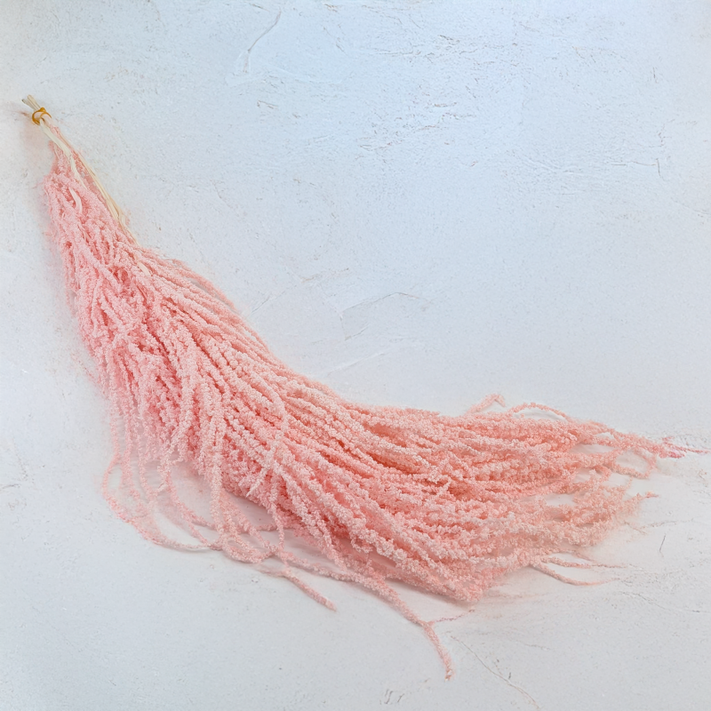 Szarlat Royal Salmon 2.png