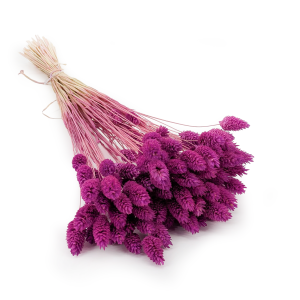 Dried Phalaris - Canary Grass - Heather