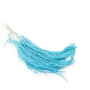 Preserved Amaranthus - Royal – Mint Blue