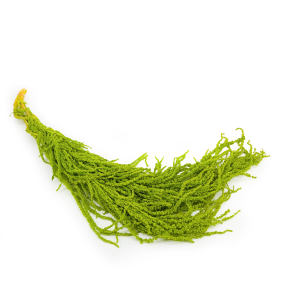 Preserved Amaranthus - Royal – Light Green