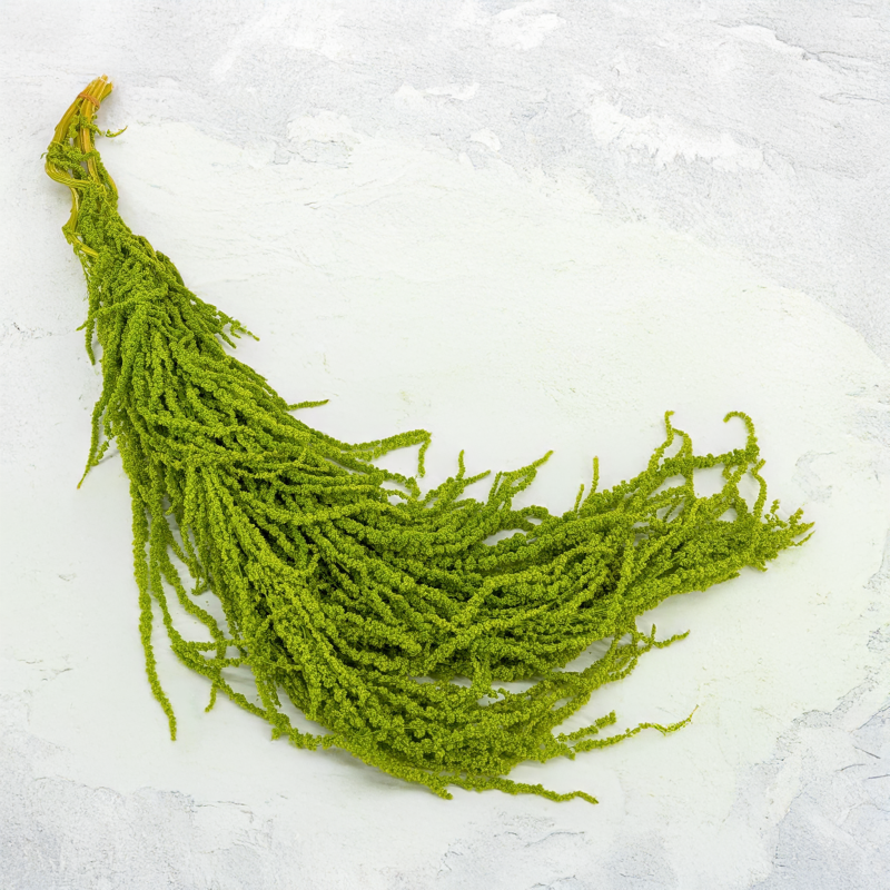 Szarlat Lt Green Royal 1.png