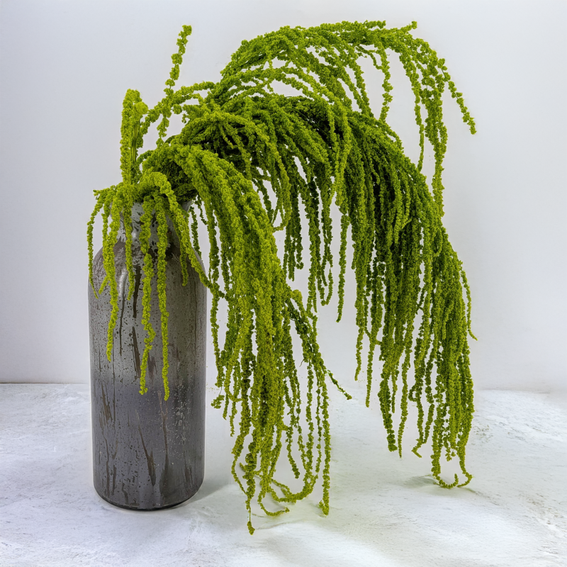 Szarlat Lt Green Royal 4.png