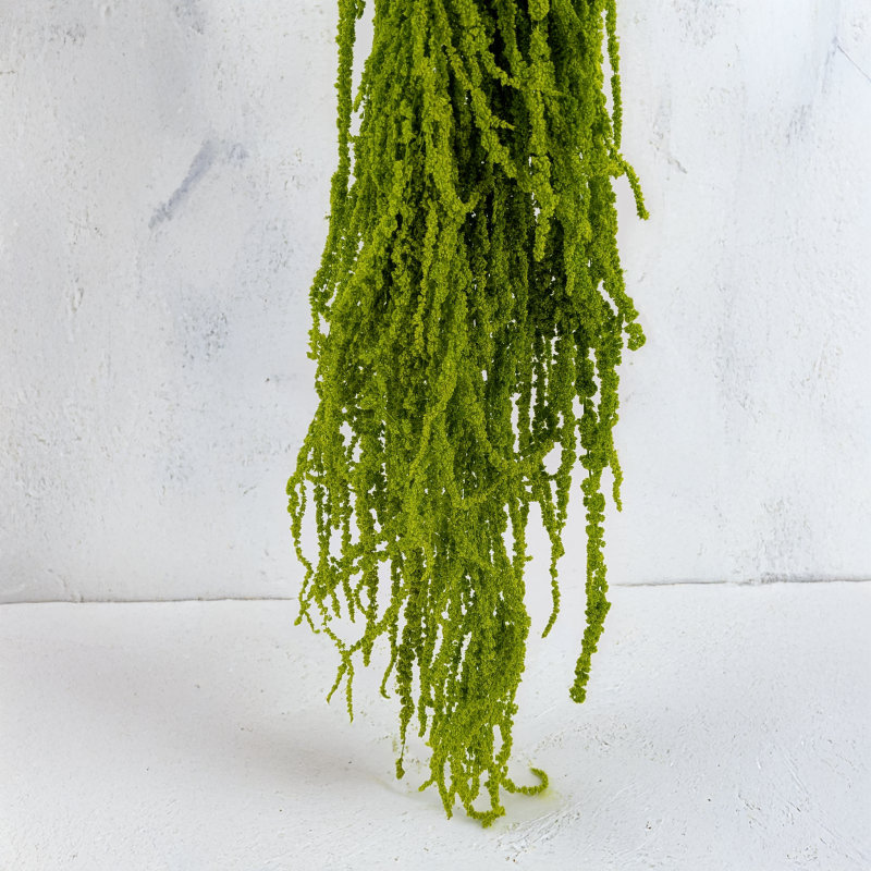 Szarlat Lt Green Royal 5.png