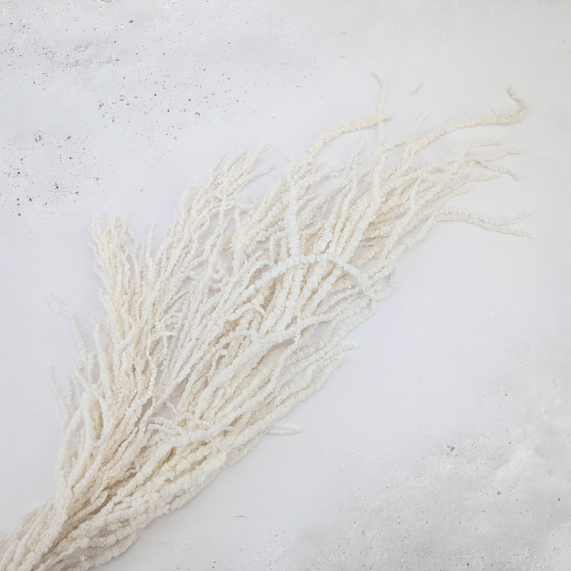 Amaranthus Bleached Royal 07.png