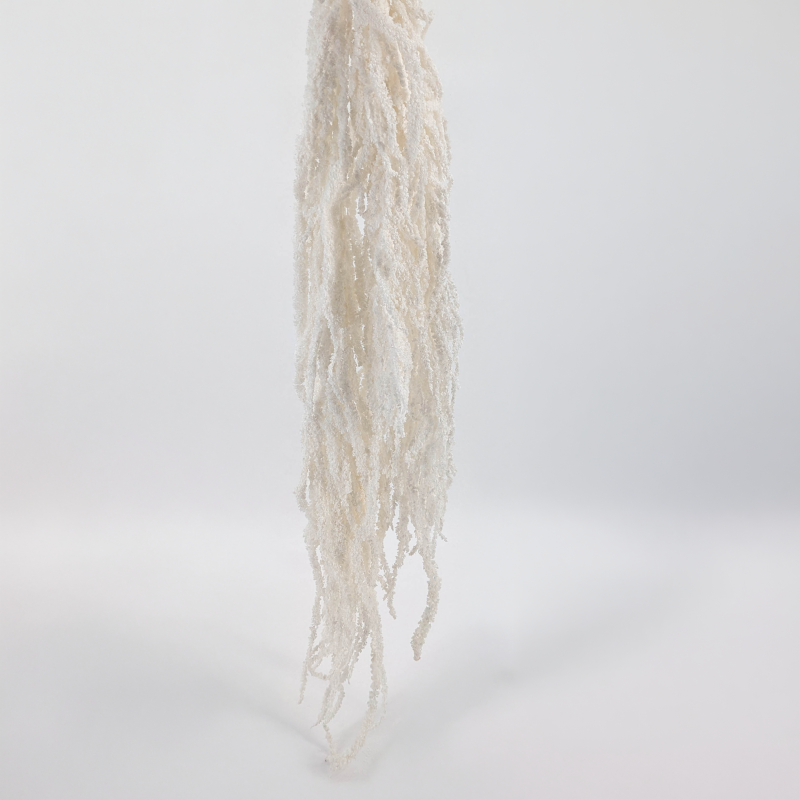 Amaranthus Bleached Royal 06.png