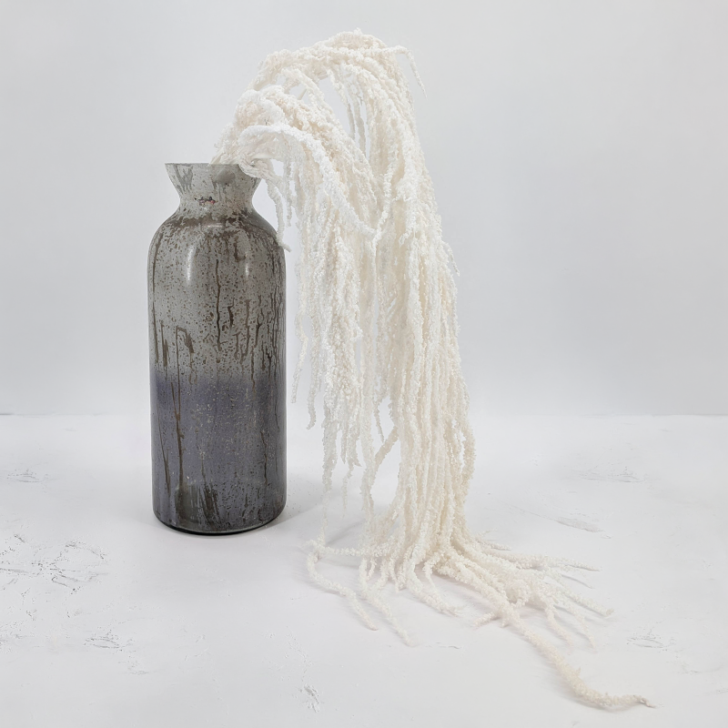 Amaranthus Bleached Royal 05.png