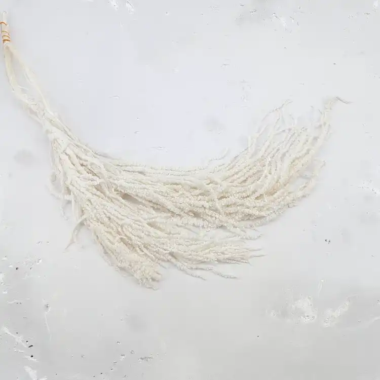 Amaranthus Bleached Royal 04.png