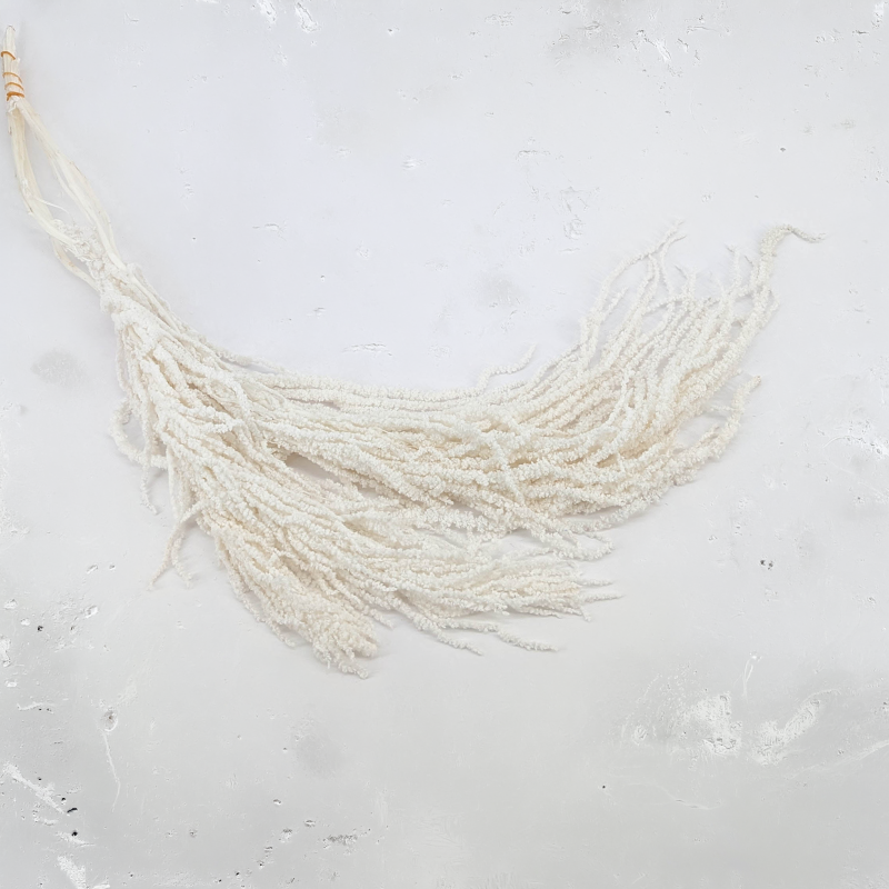 Amaranthus Bleached Royal 04.png