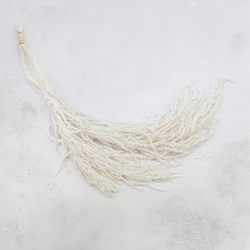 Amaranthus Bleached Royal 03.png