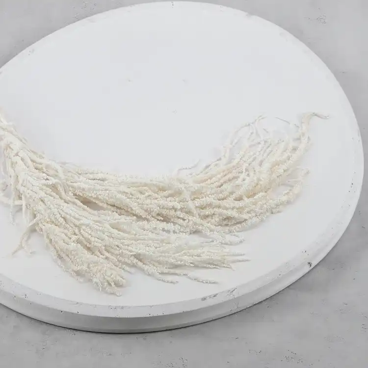 Amaranthus Bleached Royal 02.png