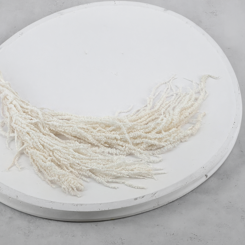 Amaranthus Bleached Royal 02.png