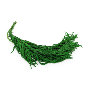 Preserved Amaranthus - Royal – Green