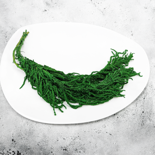 Amaranthus Green Royal 01.png