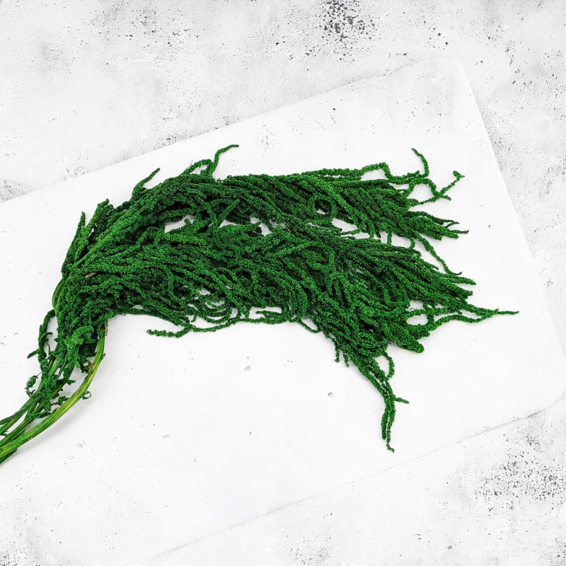 Amaranthus Green Royal 02.png