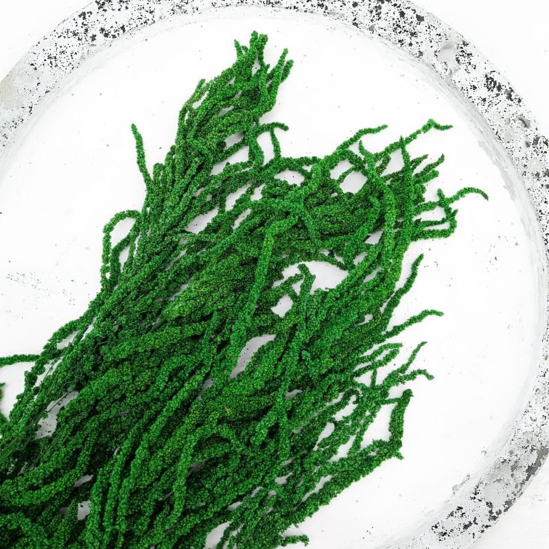 Amaranthus Green Royal 03.png