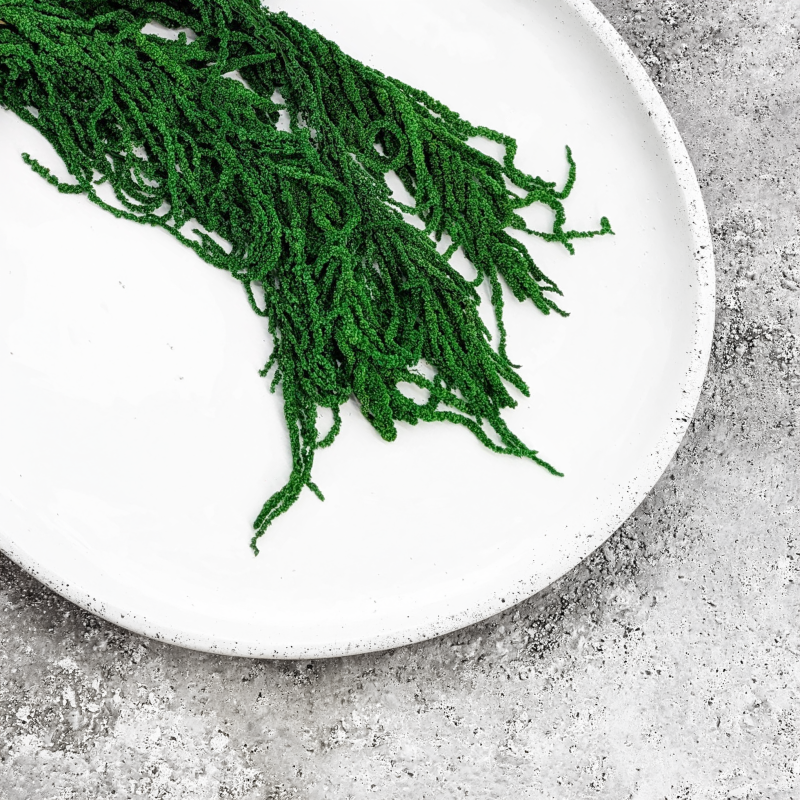 Amaranthus Green Royal 06.png