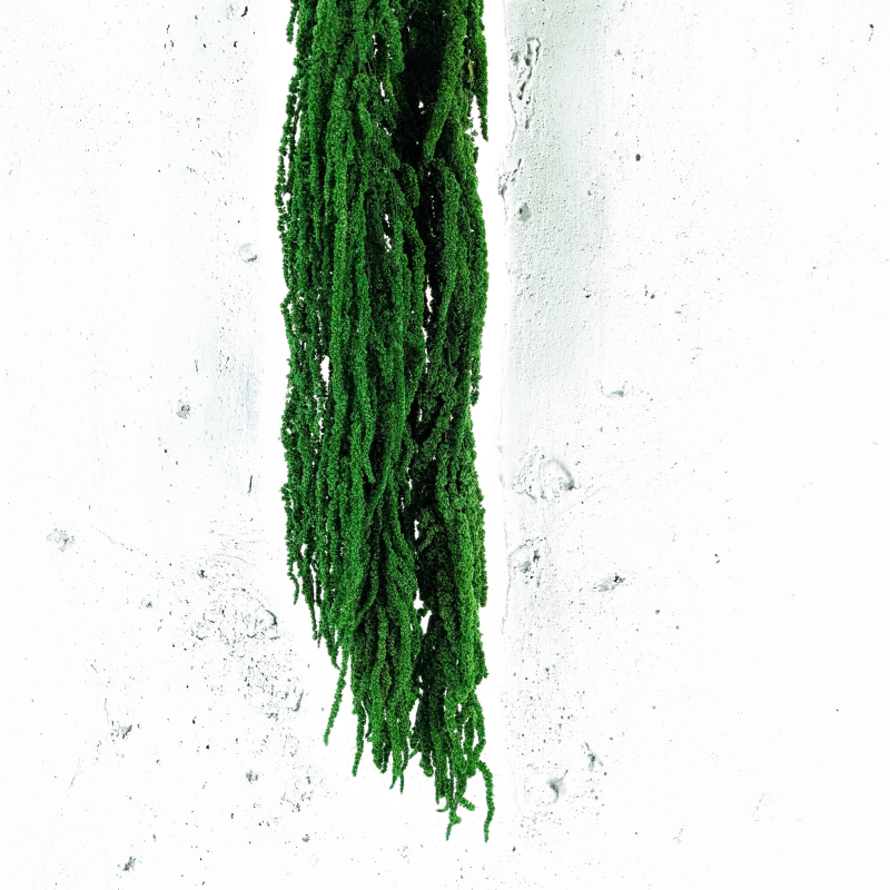 Amaranthus Green Royal 05.png