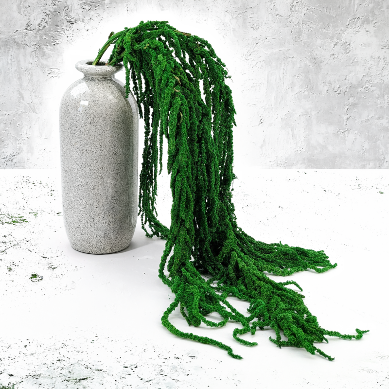 Amaranthus Green Royal 04.png