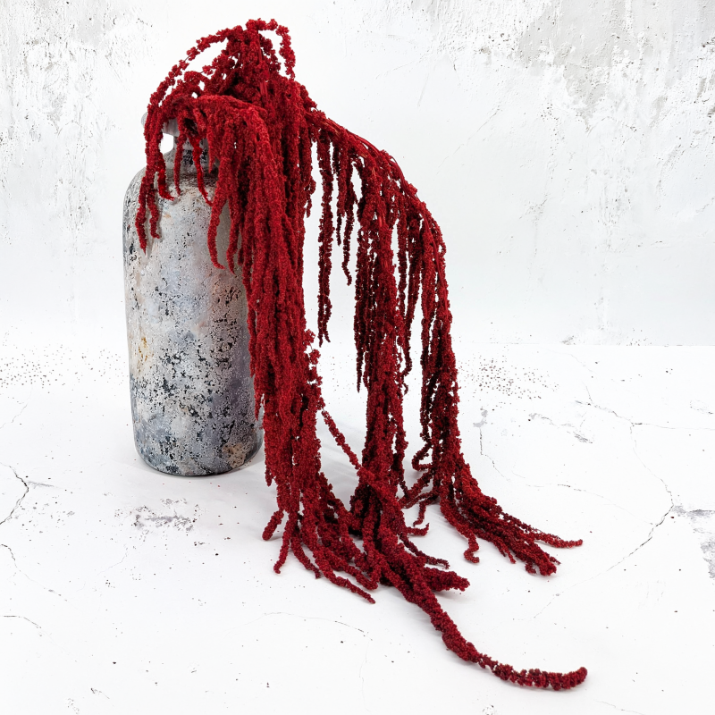 Amaranthus Burgundy Royal 06.png