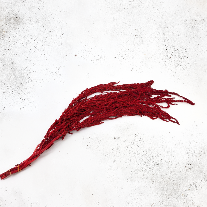 Amaranthus Burgundy Royal 05.png