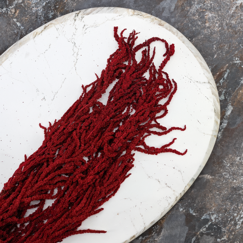 Amaranthus Burgundy Royal 04.png