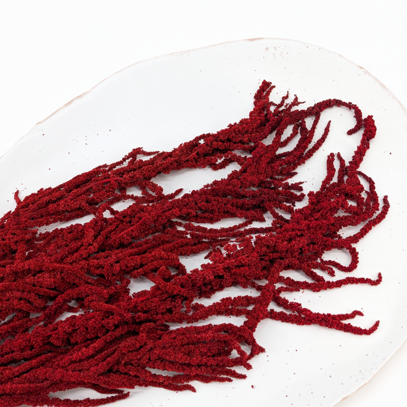 Amaranthus Burgundy Royal 03.png