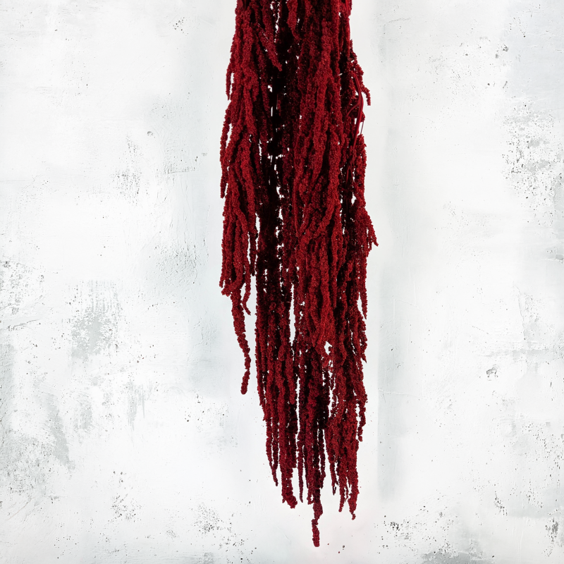 Amaranthus Burgundy Royal 02.png