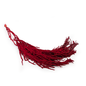 Preserved Amaranthus - Royal – Red