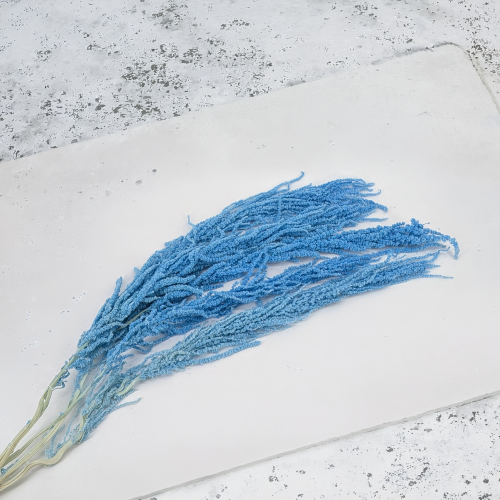 Amaranthus Light BLue Royal 02.png