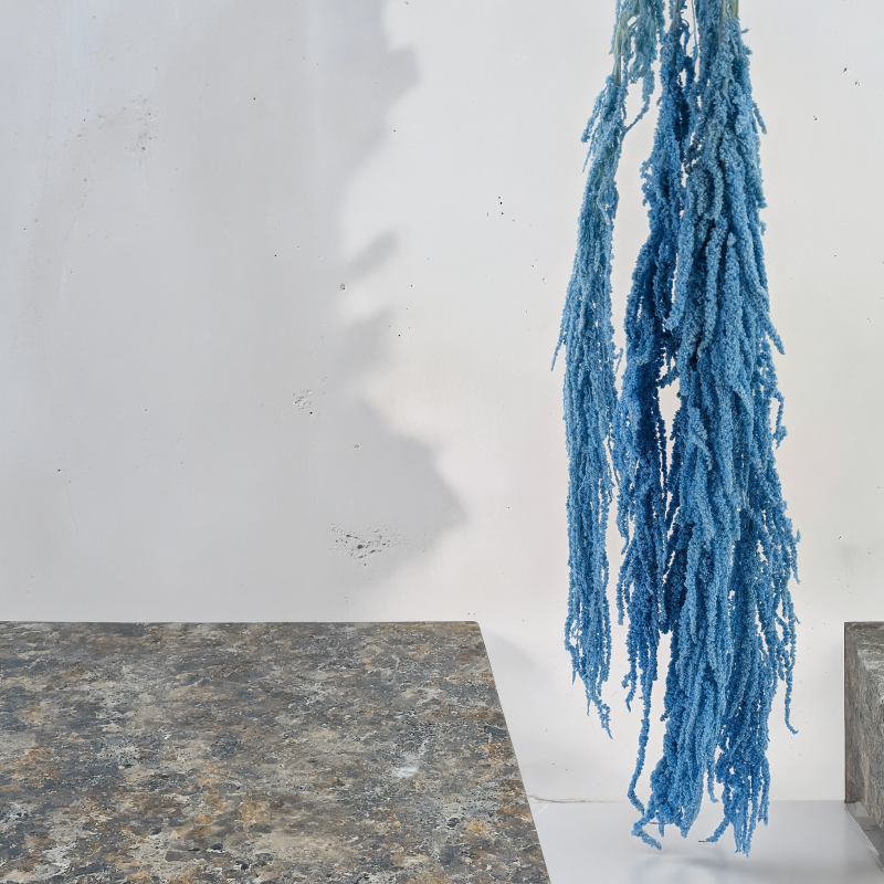 Amaranthus Light BLue Royal 06.png