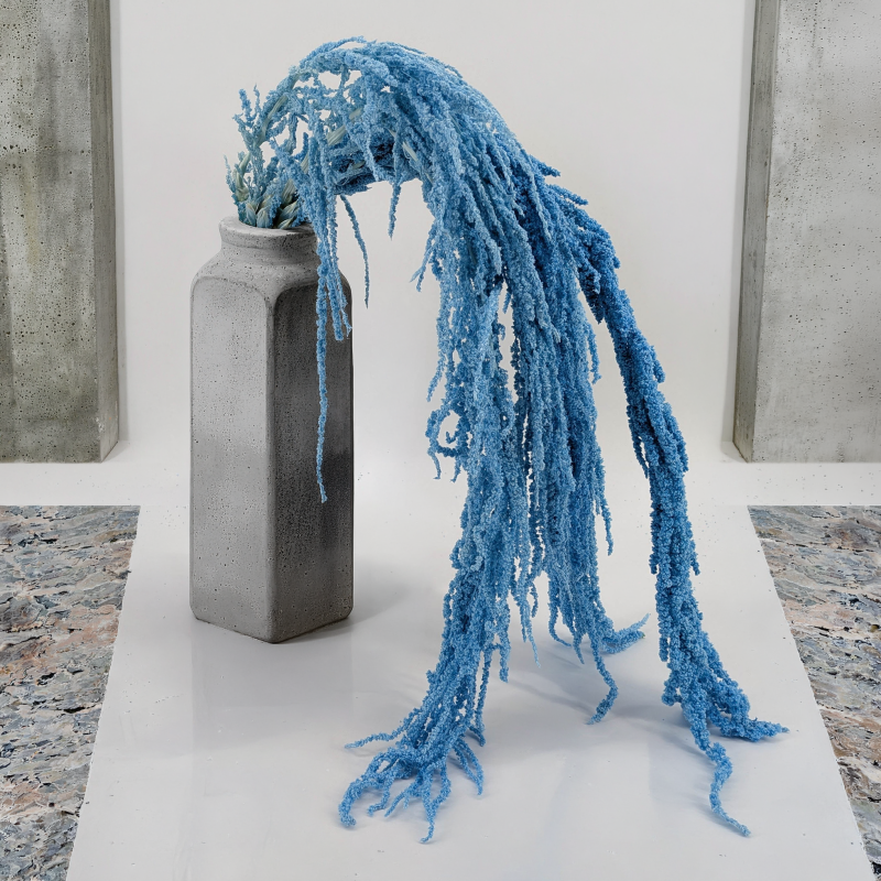 Amaranthus Light BLue Royal 05.png