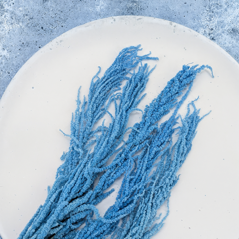 Amaranthus Light BLue Royal 04.png