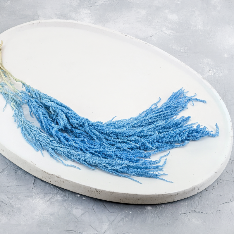 Amaranthus Light BLue Royal 03.png