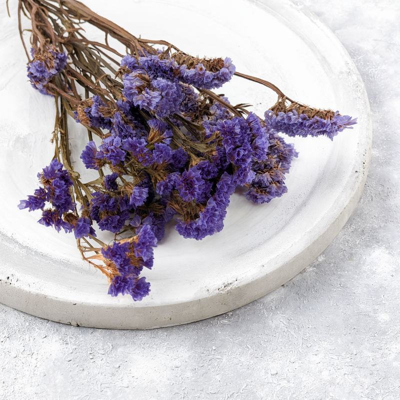 Zatrwian Fioletowy IT stabilizowany 2.png