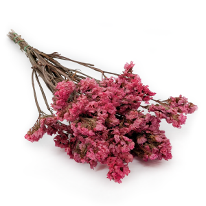 Preserved  Statice - (Limonium sinuatum) - Pink