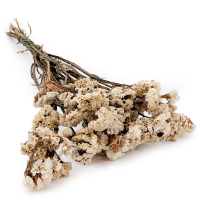 Preserved  Statice - (Limonium sinuatum) - White